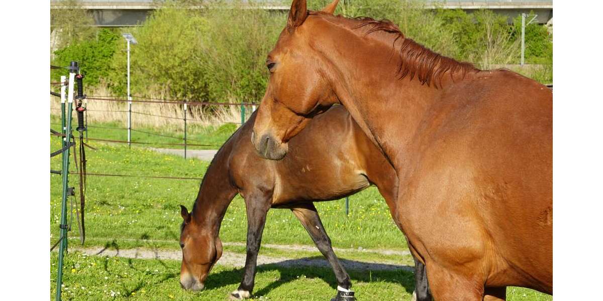 Einfamilienhaus Eppingen - 7 Zimmer, 135 m&sup2;, 790.000&euro; | Angebot:25861009