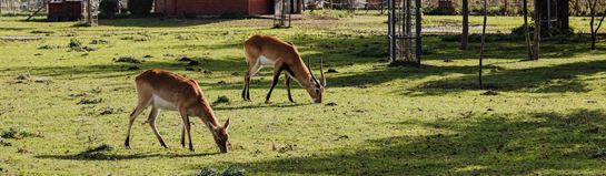 Wildparadies Tripsdrill Cleebronn Heilbronner Land Tiere Natur Familie