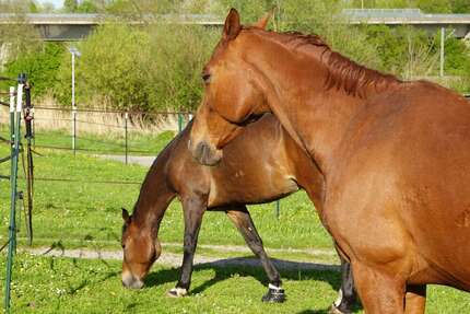 Haus Eppingen - 7 Zimmer, 135 m&sup2;, 790.000&euro; | Angebot:25861015