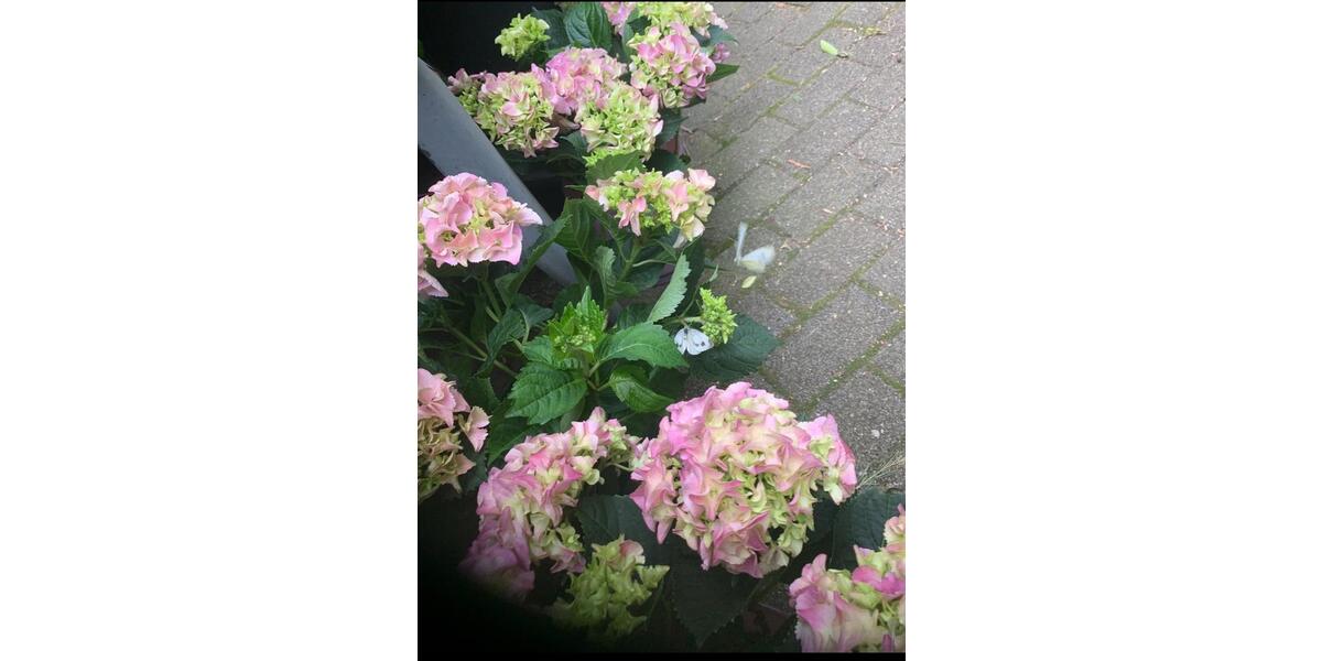 Erdgeschoßwohnung Heilbronn Kernstadt - 2 Zimmer, 50 m&sup2;, 600&euro; | Angebot:25281341