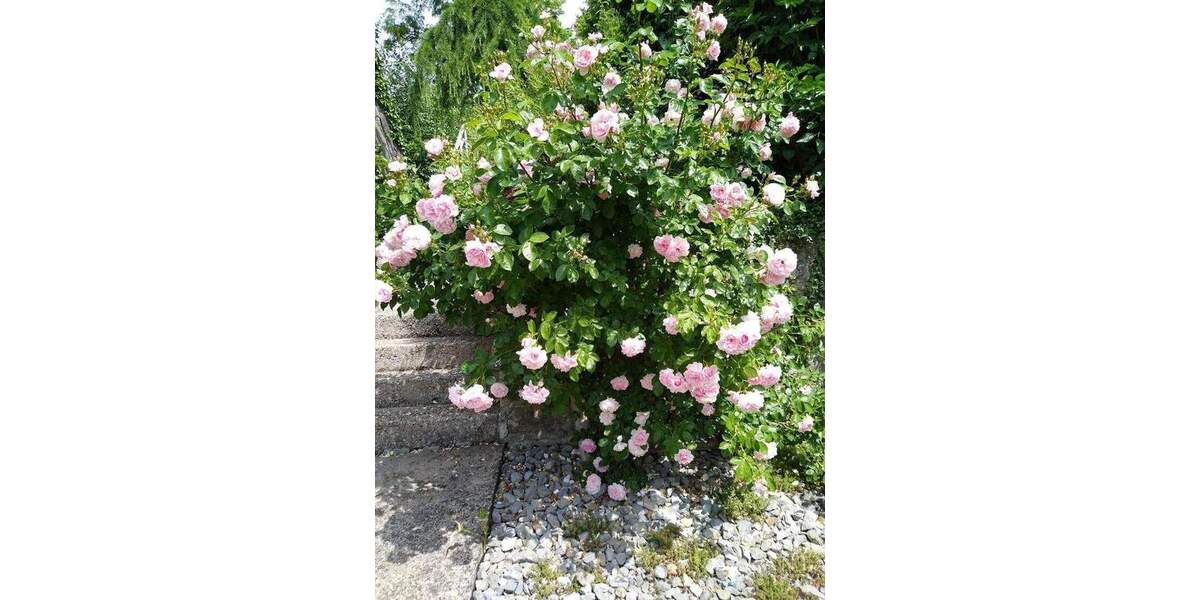 Mehrfamilienhaus, Wohnhaus Bad Wimpfen - 5 Zimmer, 213 m&sup2;, 847.000&euro; | Angebot:25682768