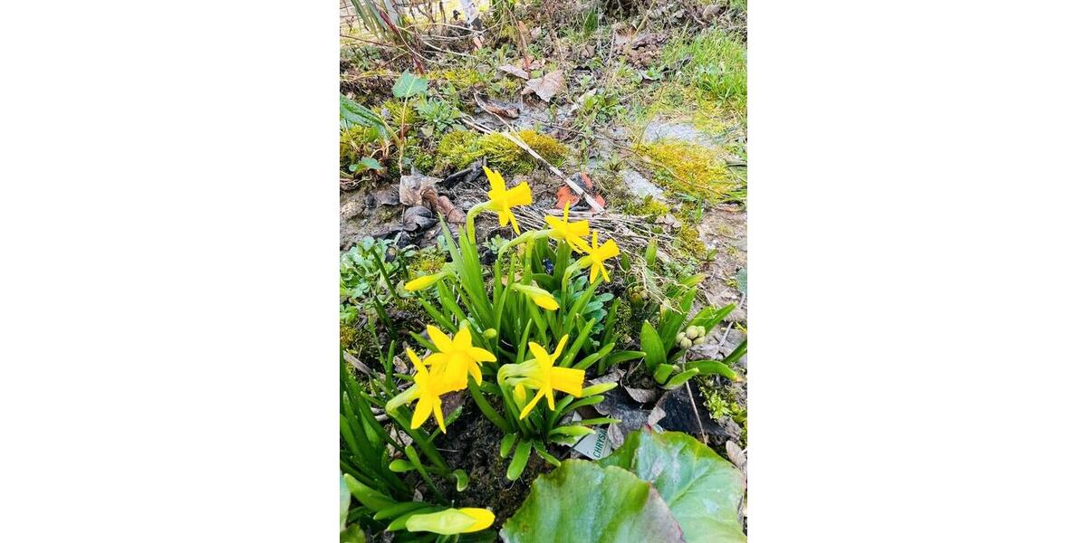 Doppelhaushälfte Mauer - 7 Zimmer, 200 m&sup2;, 2.150&euro; | Angebot:25420871