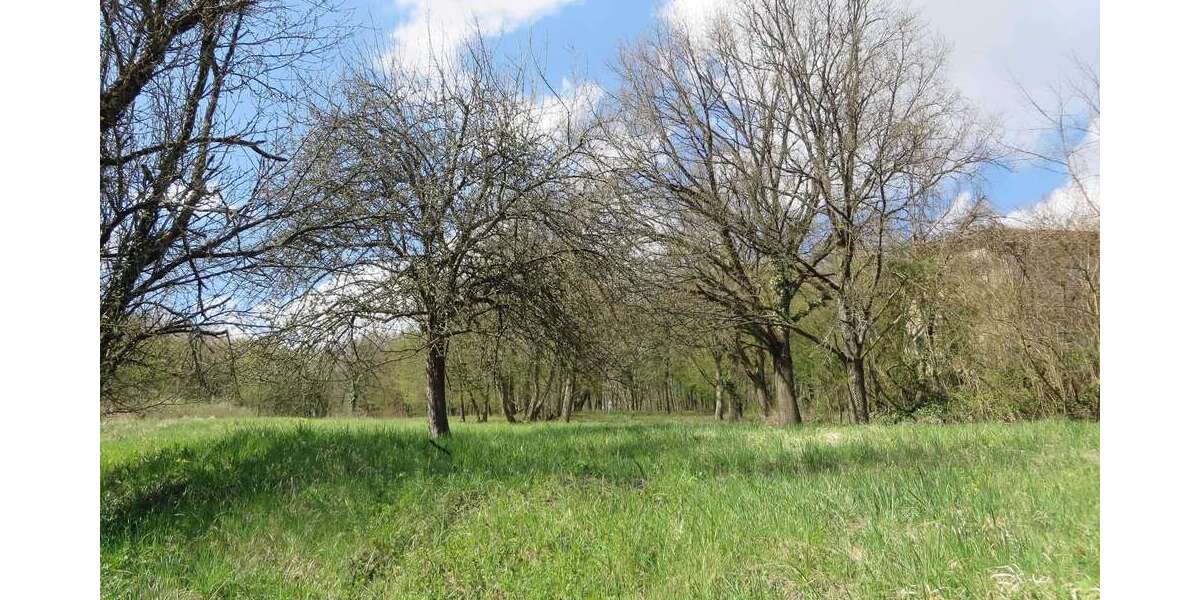 Grundstück Obrigheim - 100.000&euro; | Angebot:15362538