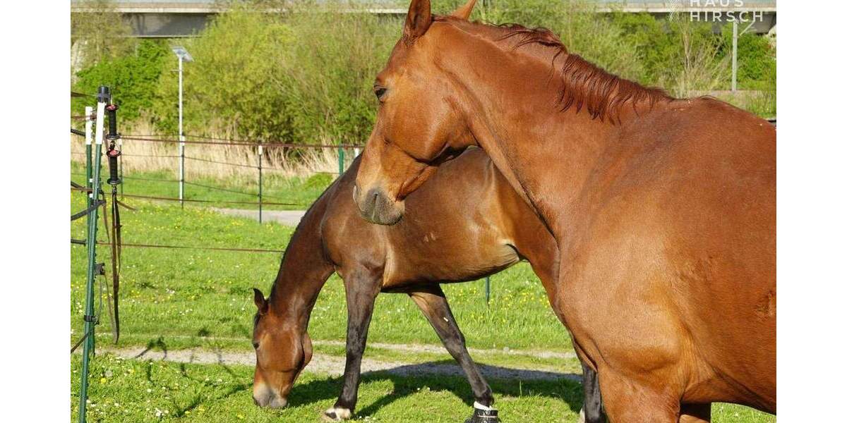 Mehrfamilienhaus, Wohnhaus Eppingen - 7 Zimmer, 135 m&sup2;, 790.000&euro; | Angebot:25656842